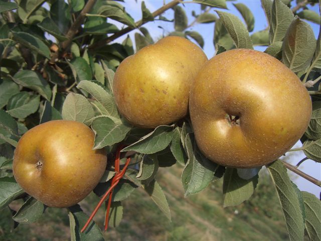 Melo - Renetta Rugginosa antica variet&agrave;